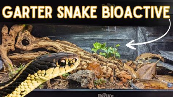 How do you make a garter snake trap