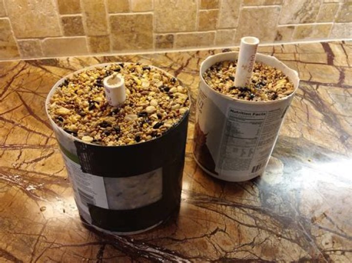 How do you make bird seed cylinders