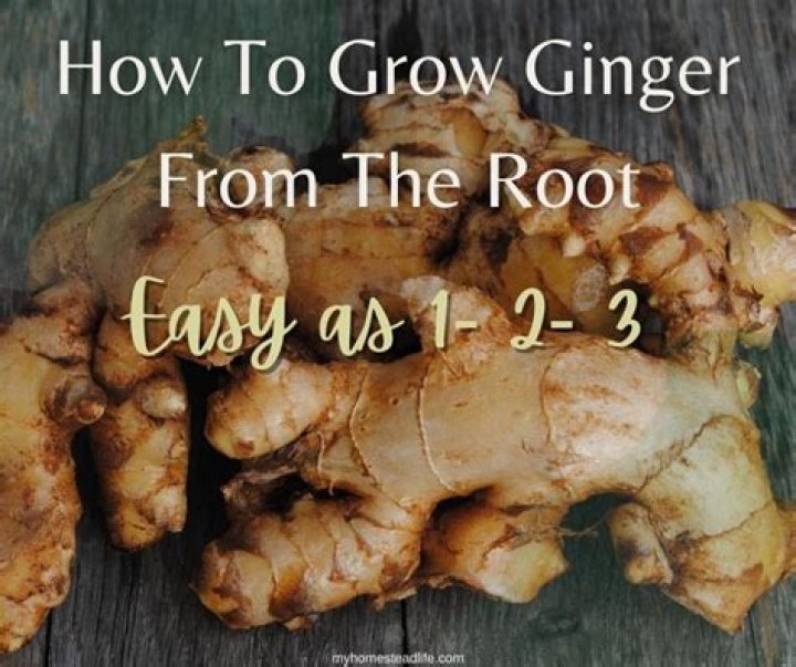 How do you make ginger grow faster