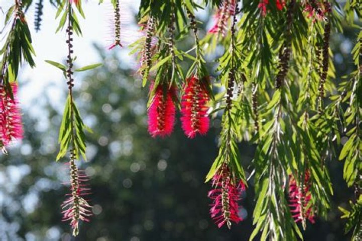 How do you plant a weeping bottlebrush tree
