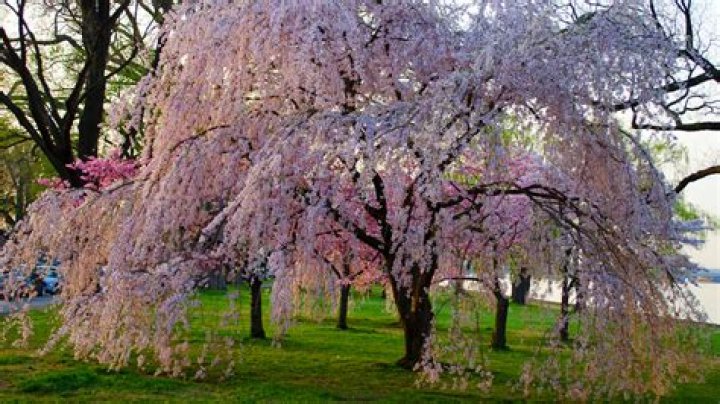 How do you plant a weeping Yoshino cherry tree