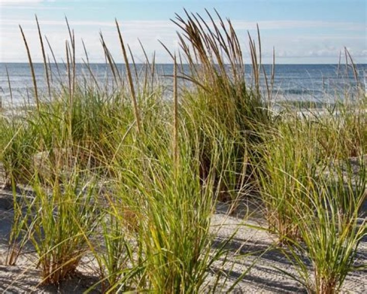How do you plant American beach grass