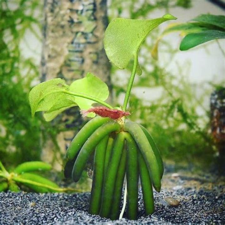 How do you plant an aquatic banana plant