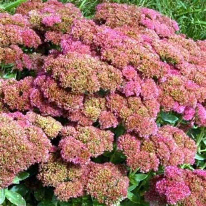 How do you plant autumn fire sedum