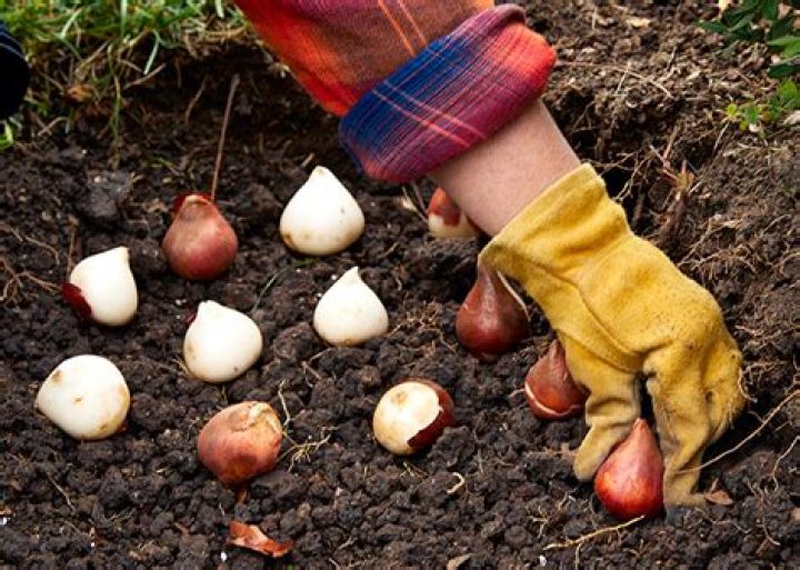 How do you plant Christmas lily bulbs