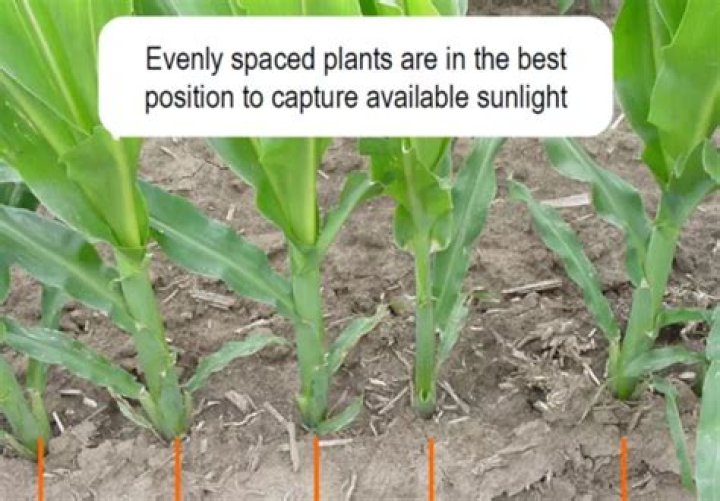 How do you plant corn row spacing