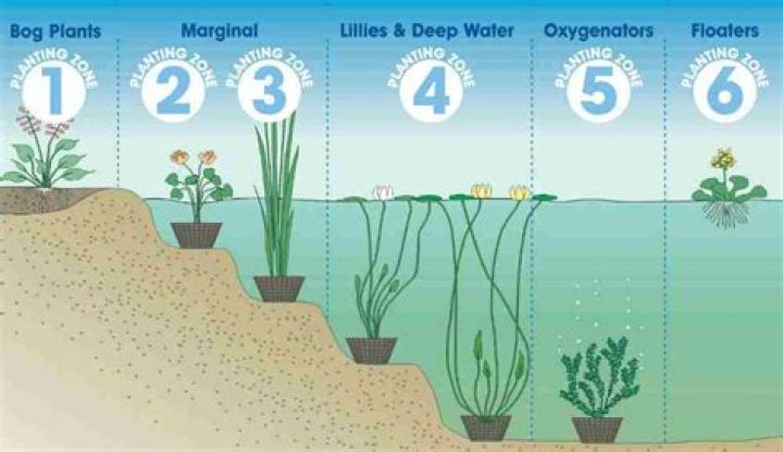 How do you plant flowers in a pond