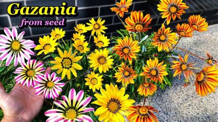 How do you plant gazania seeds