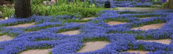 How do you plant ground cover on a flat