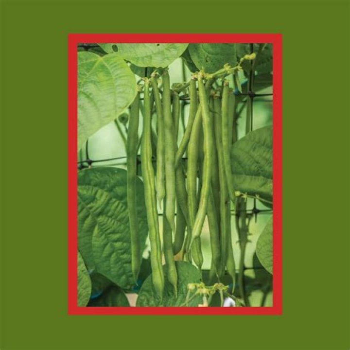 How do you plant Kentucky Wonder bush beans