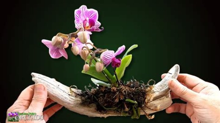 How do you plant orchids in driftwood