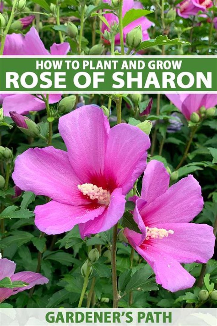 How do you plant rose of Sharon