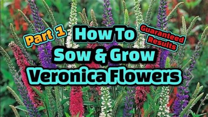 How do you plant Veronica seeds