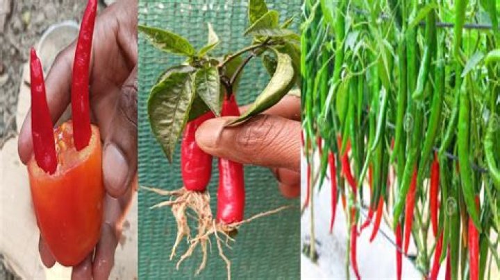 How do you propagate a chilli plant