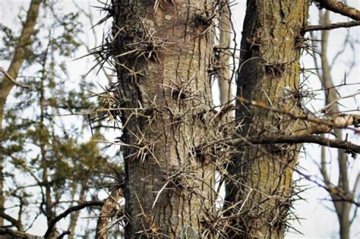 How do you propagate a locust tree