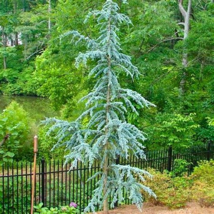 How do you propagate blue atlas cedar