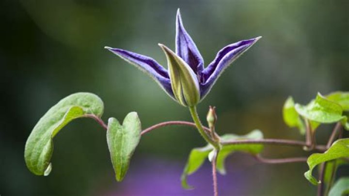 How do you propagate clematis from seed