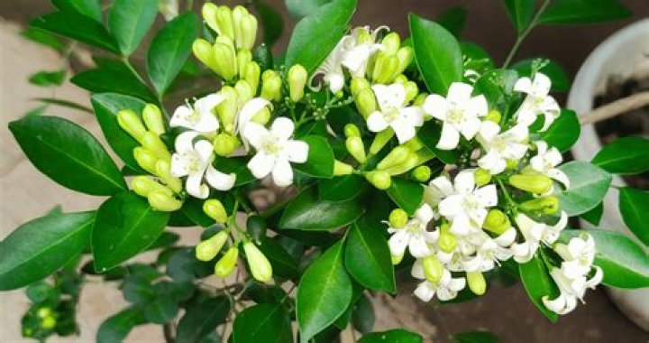 How do you propagate murraya