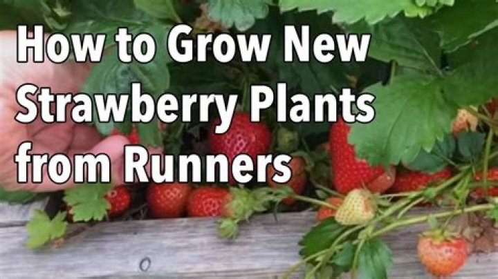 How do you propagate strawberries from running