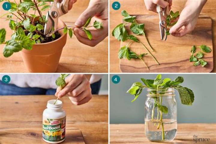 How do you propagate Vietnamese mint
