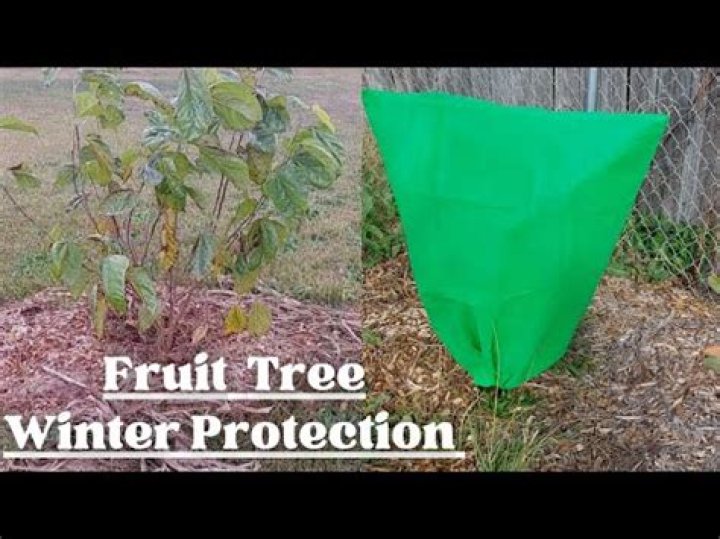 How do you protect fruit trees from late freeze