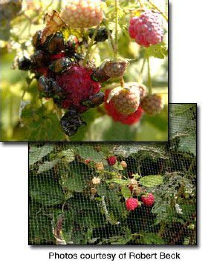 How do you protect raspberries from Japanese beetles