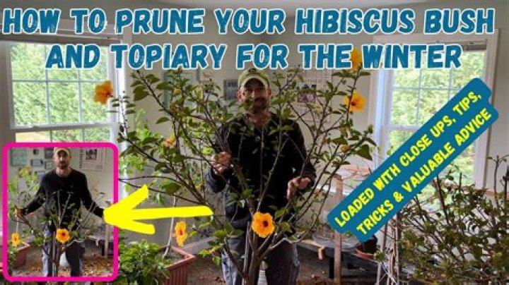 How do you prune hibiscus after freezing