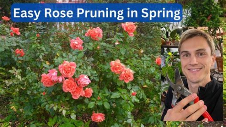 How do you prune roses in Arizona