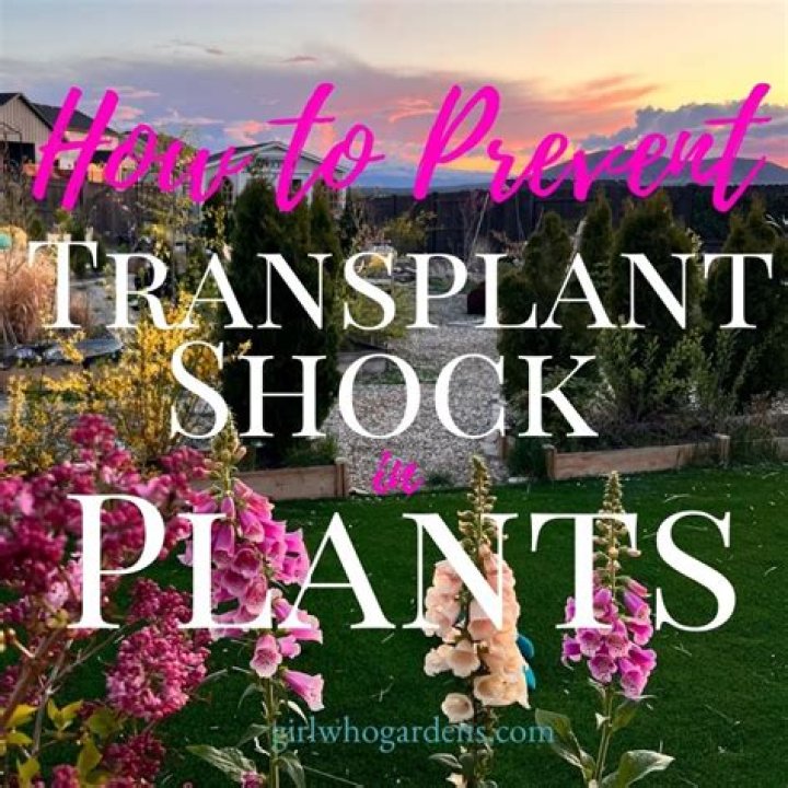 How do you reduce transplant shock in trees