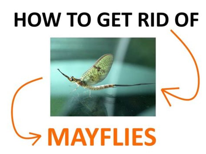How do you repel mayflies