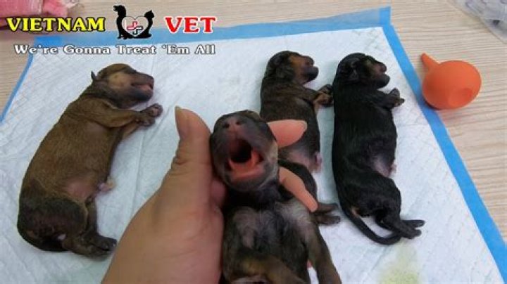 How do you revive a puppy