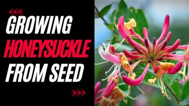 How do you revive an old honeysuckle
