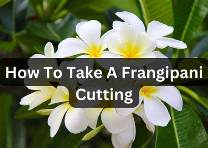 How do you root a frangipani cutting