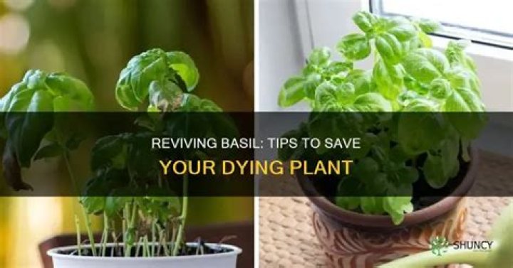 How do you save a dying basil plant