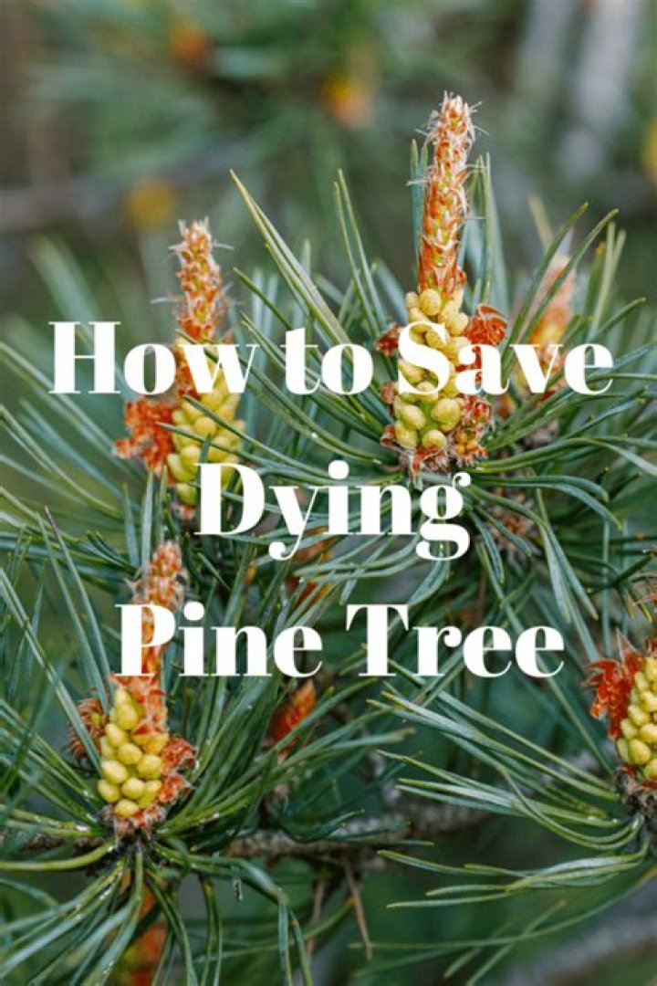 How do you save a dying Pine Bush