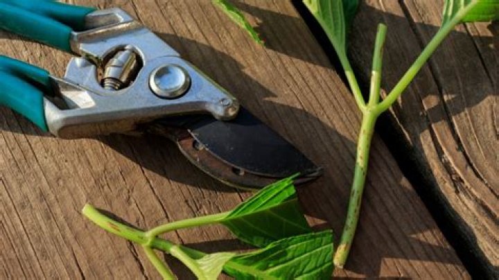 How do you separate hydrangea bushes