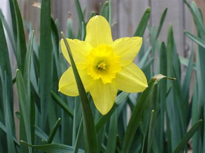 How do you spell daffodil flower