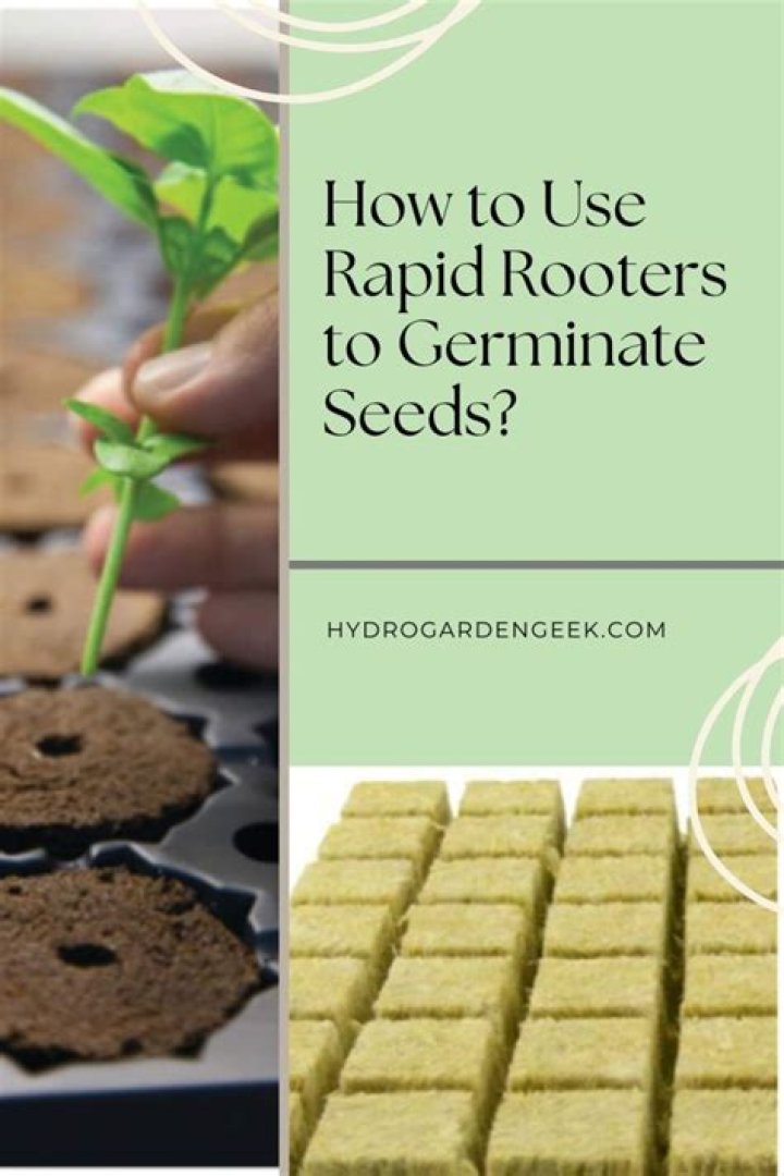 How do you start seeds in rapid rooters