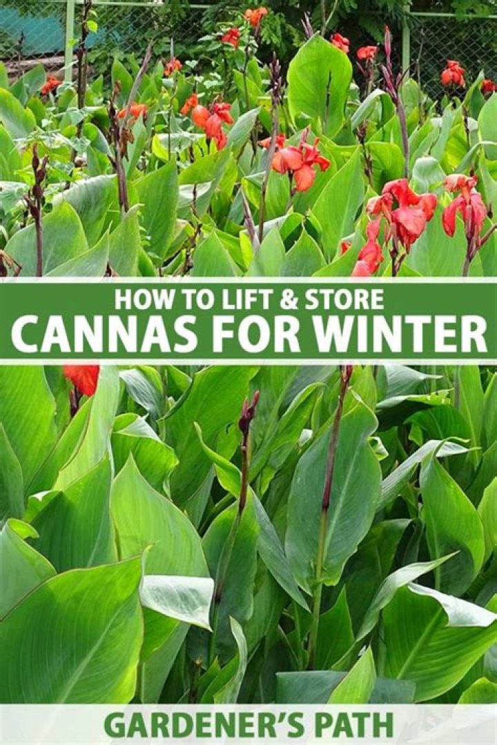 How do you store canna lilies rhizomes