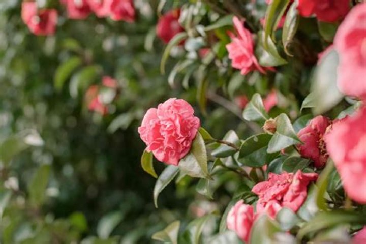 How do you take care of a camellia in the winter