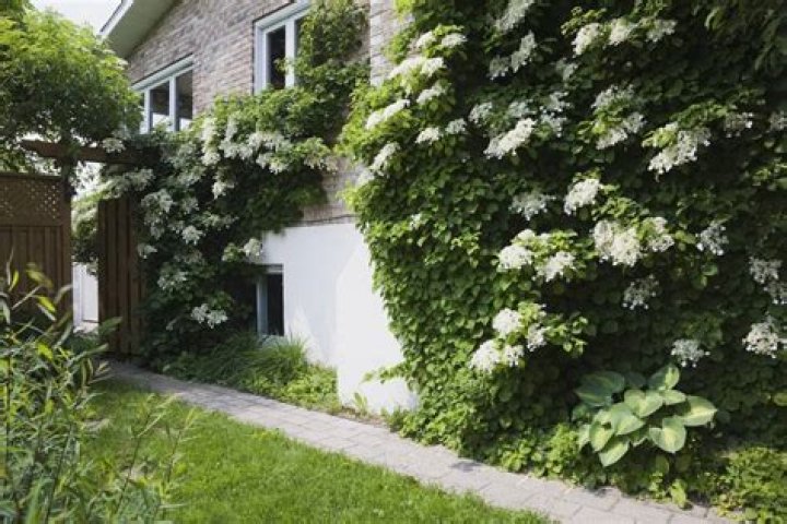How do you take care of a climbing hydrangea