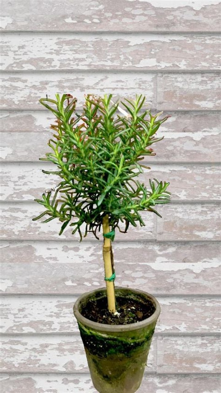 How do you take care of a topiary tree in the winter