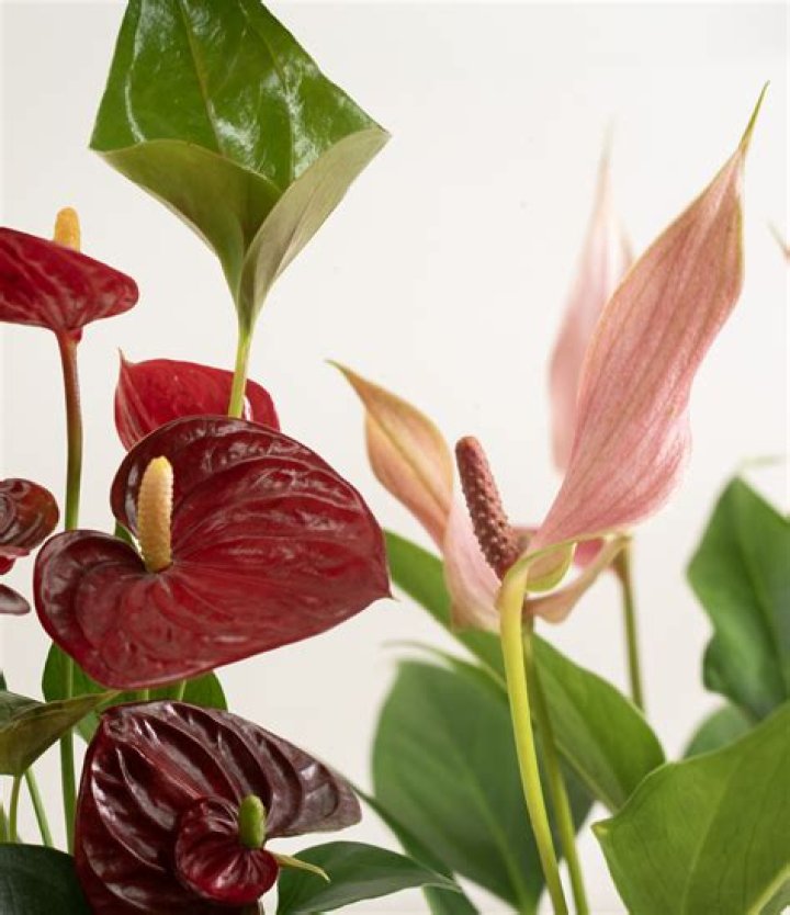 How do you take care of an anthurium plant indoors