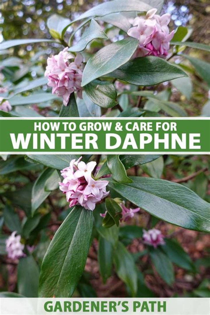 How do you take care of Daphne in the winter