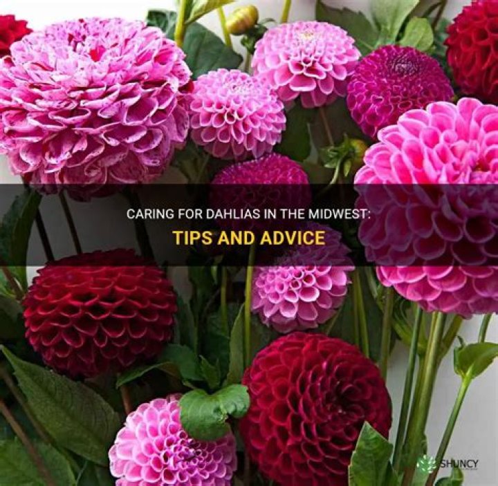 How do you take care of ornamental cabbage