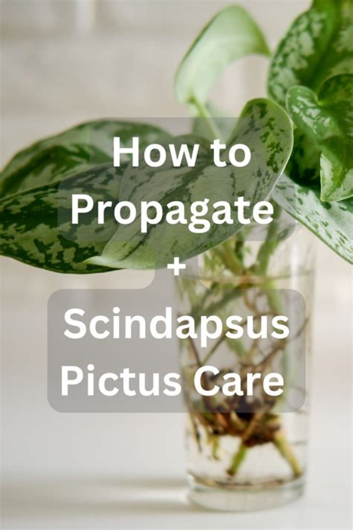 How do you take care of Pictus Scindapsus
