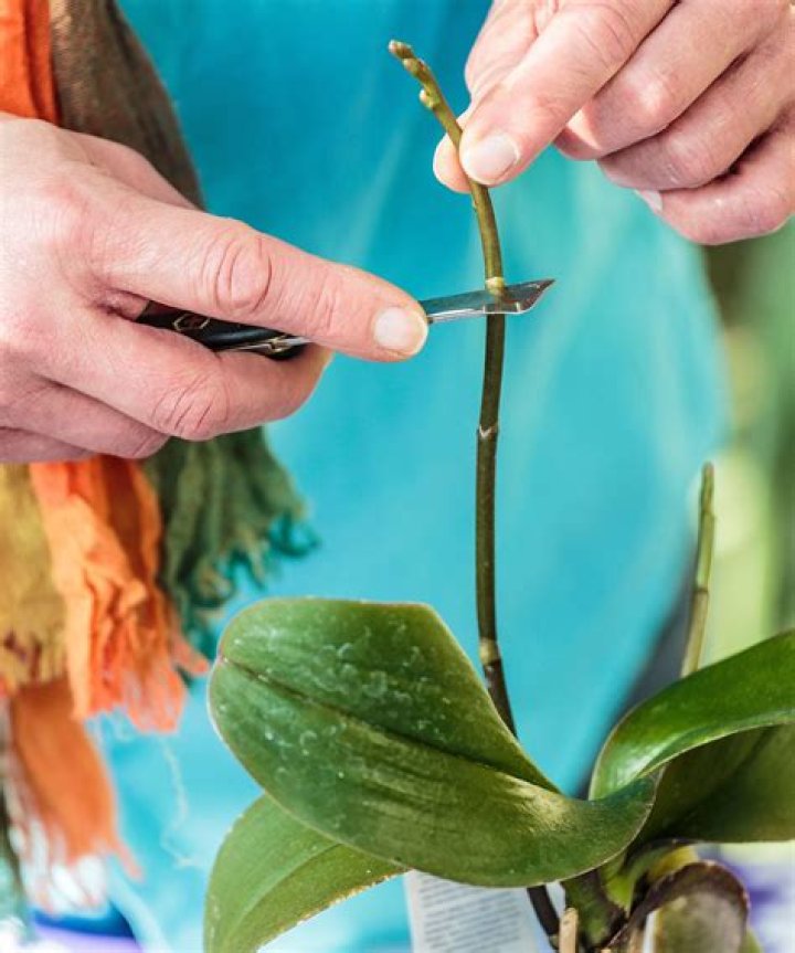 How do you take cuttings from penstemon