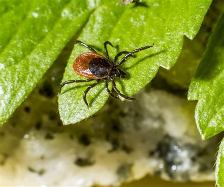How do you tell if you have ticks in your yard