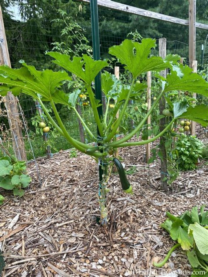 How do you tell the difference between a squash and a pumpkin plant