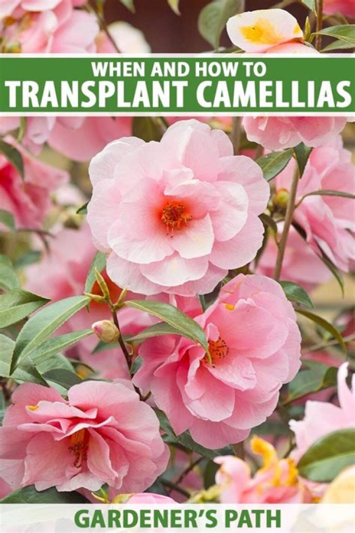 How do you transplant a camellia bush